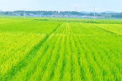 万亿刚需主食赛道：大米企业三层产品矩阵与渠道创新